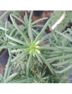 Głowocis japoński 'Fastigiata' - Cephalotaxus harringtonia 5L
