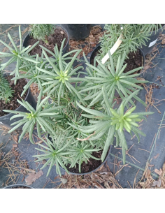 Głowocis japoński 'Fastigiata' - Cephalotaxus harringtonia 5L 2