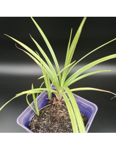 Turzyca - Carex 1L