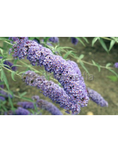 Lawendowo-niebieskie kwiatostany budlei 'Nanho Blue'