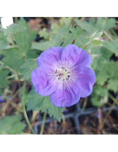 Bodziszek Ogrodowy (Geranium) - Niezawodna Bylina na Rabaty | 2L