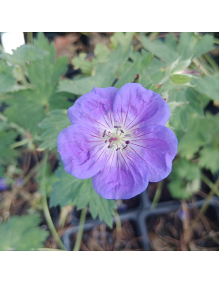 Bodziszek Ogrodowy (Geranium) - Niezawodna Bylina na Rabaty | 2L