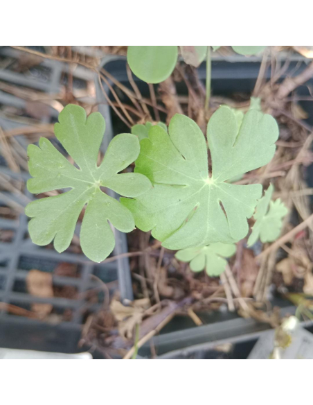 Bodziszek Ogrodowy (Geranium) - Niezawodna Bylina na Rabaty | 2L
