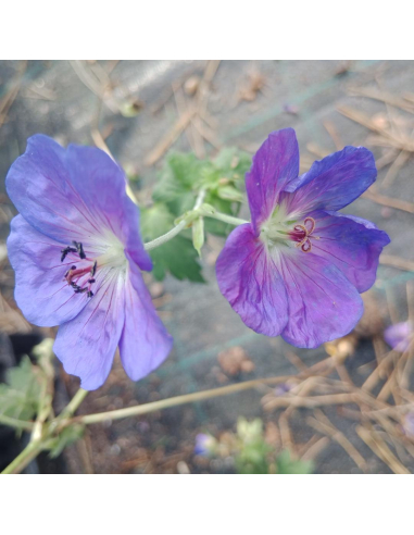 Bodziszek Ogrodowy (Geranium) - Niezawodna Bylina na Rabaty | 2L
