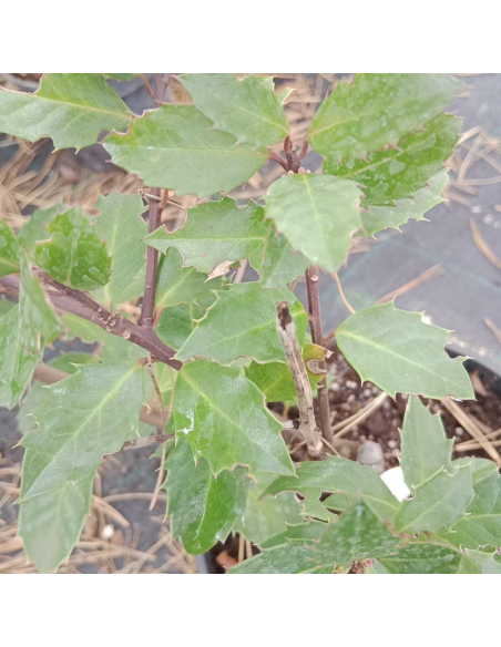 Ostrokrzew Meservy 'Heckenblau' - Ilex ×meserveae