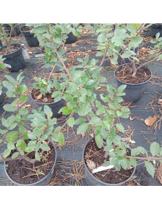 Ostrokrzew Meservy 'Heckenblau' - Ilex ×meserveae 2