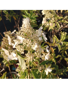 Hortensja bukietowa 'Dolly' 3L 2