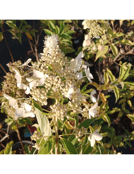 Hortensja bukietowa 'Dolly' 3L