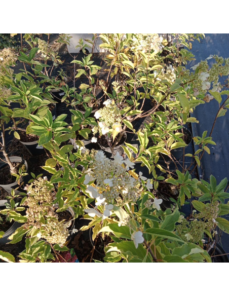 Hortensja bukietowa 'Dolly' 3L