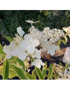 Hortensja bukietowa 'Dolly'  7,5L