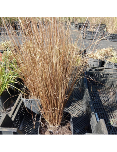 Turzyca Buchanana 'Red Rooster'- 2L- Carex buchananii