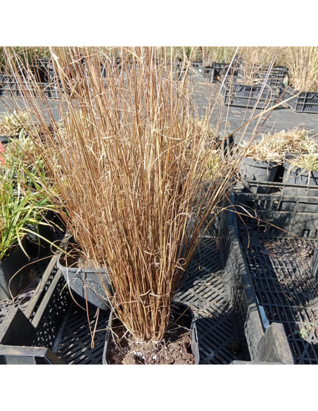 Turzyca Buchanana 'Red Rooster'- 2L- Carex buchananii