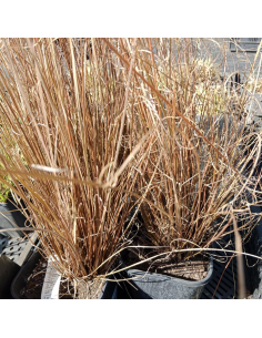 Turzyca Buchanana 'Red Rooster'- 2L- Carex buchananii 2
