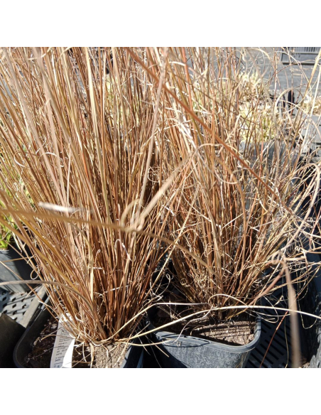 Turzyca Buchanana 'Red Rooster'- 2L- Carex buchananii