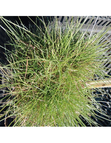 Kostrzewa Gautiera 'Pic Carlit' - 2L -Festuca gautieri