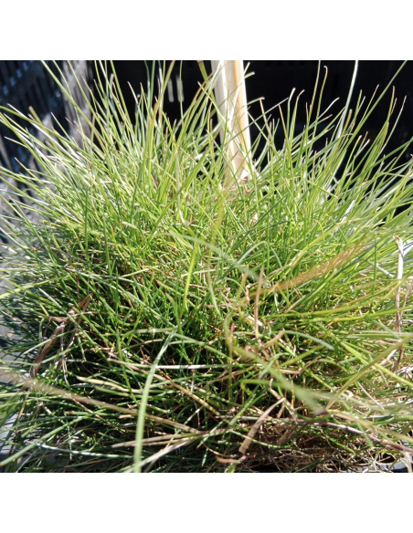 Kostrzewa Gautiera 'Pic Carlit' - 2L -Festuca gautieri