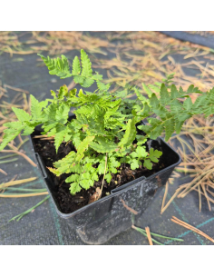 Pióropusznik strusi - Matteuccia struthuopteris 1L