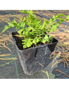 Pióropusznik strusi - Matteuccia struthuopteris 1L 2