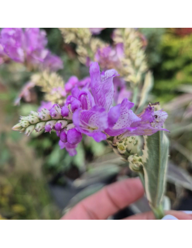 Odętka wirginijska 'Variegata' - 2L- Physostegia virginiana