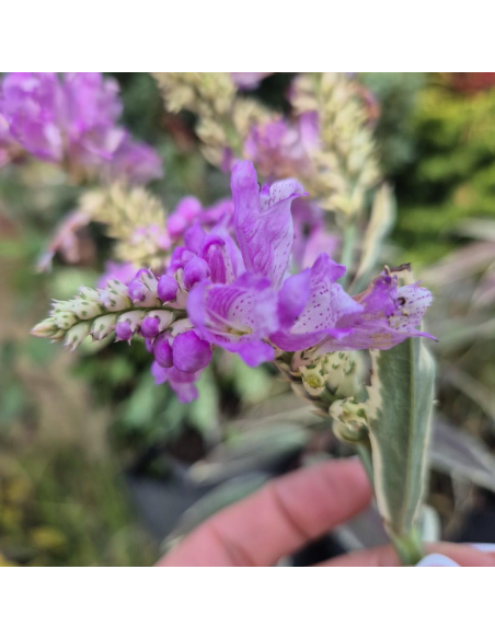 Odętka wirginijska 'Variegata' - 2L- Physostegia virginiana
