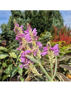 Odętka wirginijska 'Variegata' - 2L- Physostegia virginiana 2