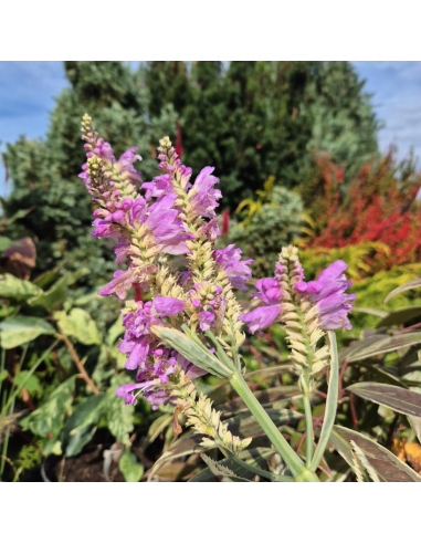 Odętka wirginijska 'Variegata' - 2L- Physostegia virginiana