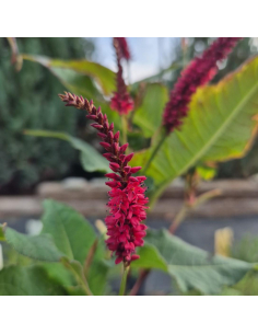 Rdest himalajski 'Black Field' - Polygonum amplexicaule