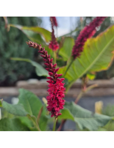 Rdest himalajski 'Black Field' - Polygonum amplexicaule