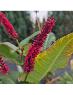 Rdest himalajski 'Black Field' - Polygonum amplexicaule 2