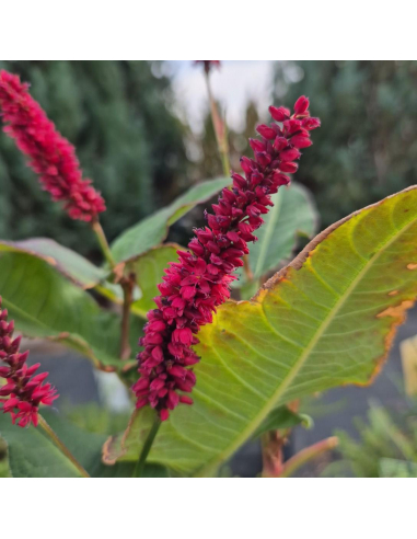 Rdest himalajski 'Black Field' - Polygonum amplexicaule