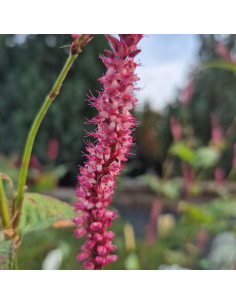 Rdest himalajski 'Seven Oaks Village' - 2L- Persicaria, Polygonum