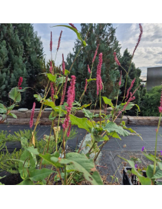 Rdest himalajski 'Seven Oaks Village' - 2L- Persicaria, Polygonum 2