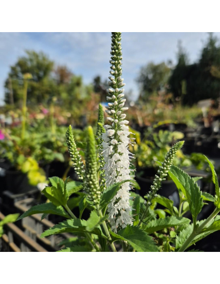 Przetacznik długolistny 'White Jolanda' -1L- Veronica