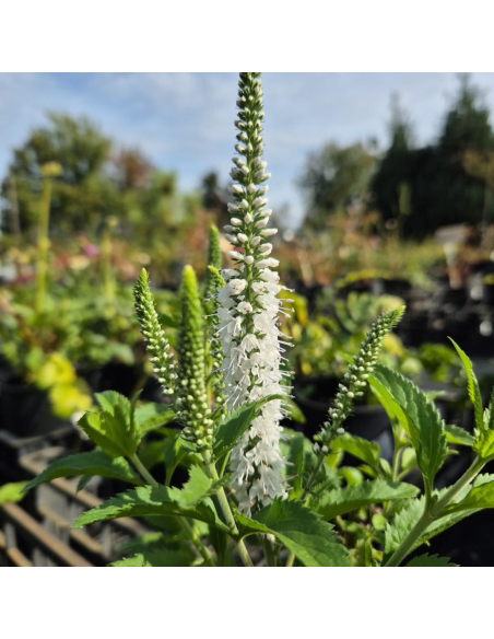 Przetacznik długolistny 'White Jolanda' -1L- Veronica