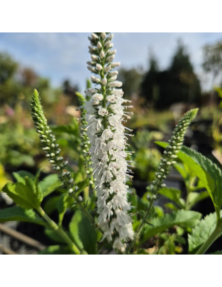 Przetacznik długolistny 'White Jolanda' -1L- Veronica