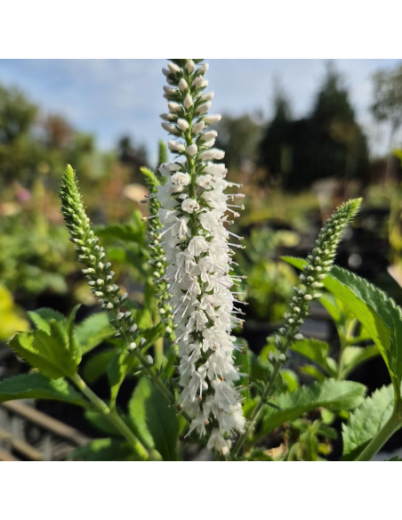 Przetacznik długolistny 'White Jolanda' -1L- Veronica