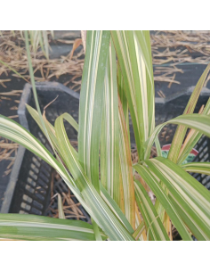 Miskant chiński 'Cabaret' - Miscanthus sinensis 2L