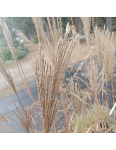 Miskant chiński 'Nippon' - Miscanthus sinensis 2L