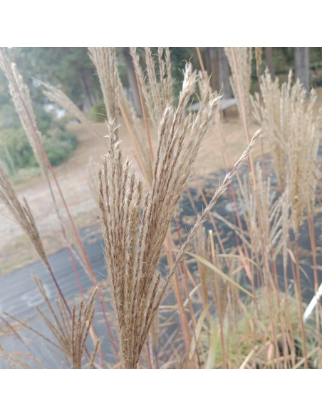Miskant chiński 'Nippon' - Miscanthus sinensis 2L