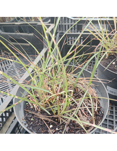 Miskant chiński 'Eincelle' - Miscanthus sinensis 3