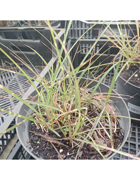 Miskant chiński 'Eincelle' - Miscanthus sinensis 3