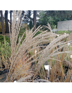 Miskant chiński 'Flamingo' - 2L- Miscanthus sinensis