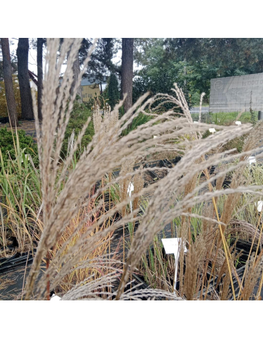 Miskant chiński 'Flamingo' - 2L- Miscanthus sinensis