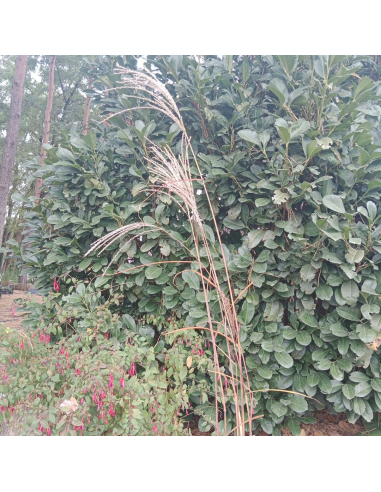 Miskant chiński 'Flamingo' - 2L- Miscanthus sinensis
