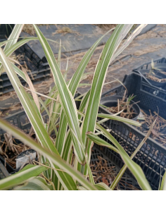 Miskant chiński 'Cosmopolitan' - Miscanthus sinens