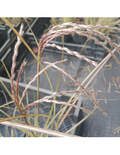 Miskant chiński 'Gnome' - Miscanthus sinensis 2L