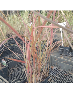 Miskant chiński 'Goliath' - Miscanthus 2L