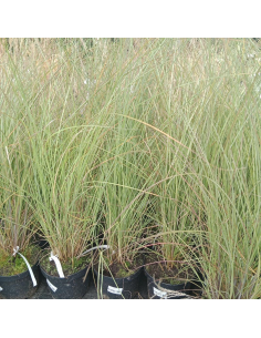 Miskant chiński 'Gracilimus' - Miskant sinensis 2L