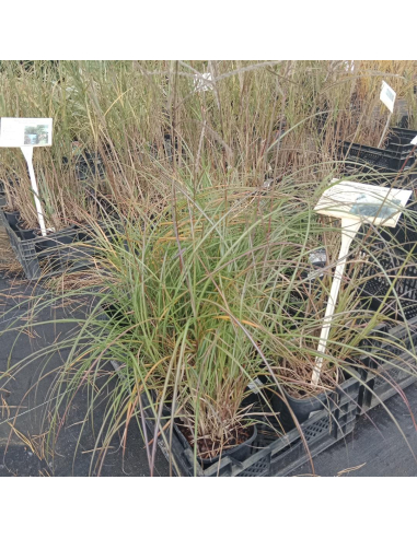 Miskant chiński 'Hermann Mussel'  - Miscanthus 2L