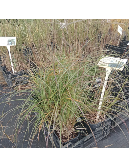 Miskant chiński 'Hermann Mussel'  - Miscanthus 2L